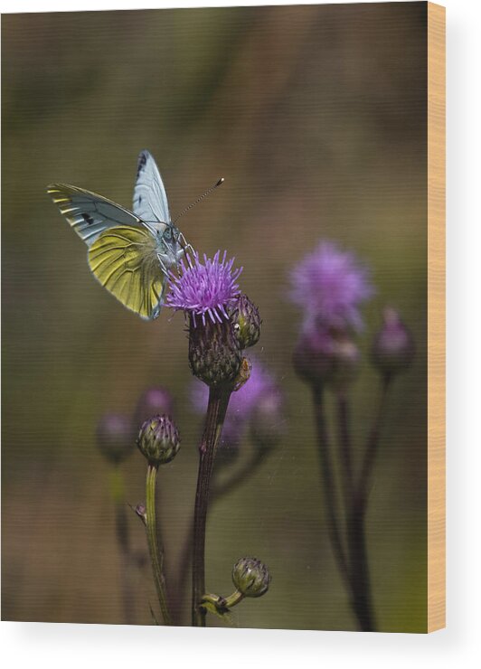 Butterfly Wood Print featuring the photograph White And Yellow Butterfly On Thistl by Leif Sohlman
