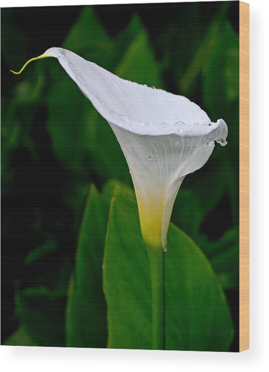 Lily Wood Print featuring the photograph White Calla by Rona Black