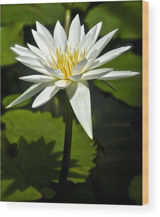 Nymphaeaceae Wood Print featuring the photograph White Nymphaea, Water Lily by Venetia Featherstone-Witty