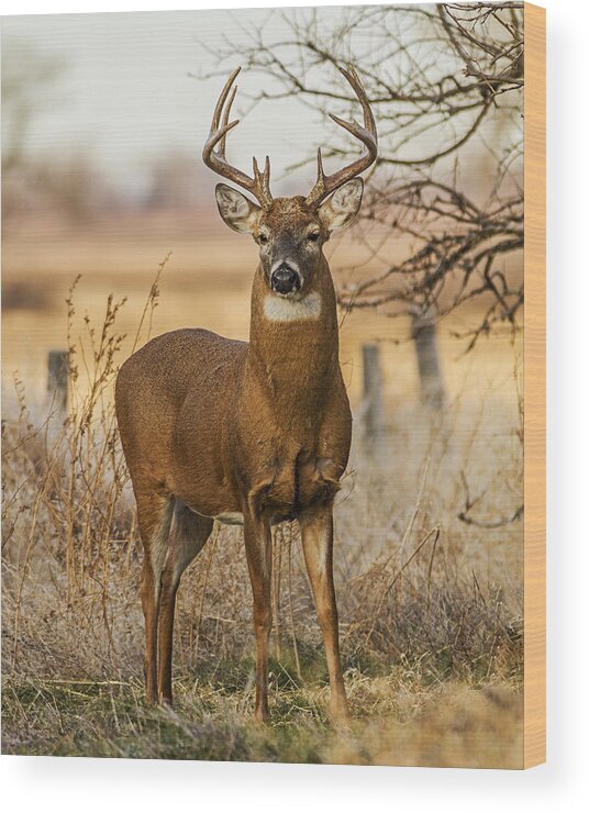 Kansas Wood Print featuring the photograph White-tail Buck by Rob Graham