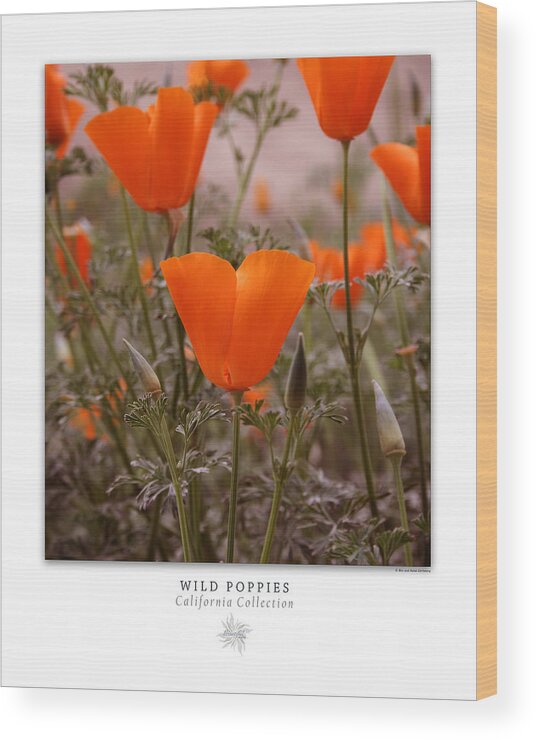 Poppies Wood Print featuring the photograph Wild Poppies Art Poster - California Collection by Ben and Raisa Gertsberg