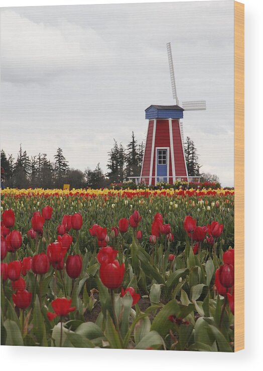 Windmill Wood Print featuring the photograph Windmill Red Tulips by Athena Mckinzie