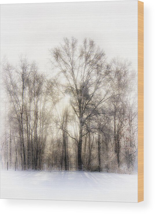 Winter Wood Print featuring the photograph Winter Woods by Alan Raasch