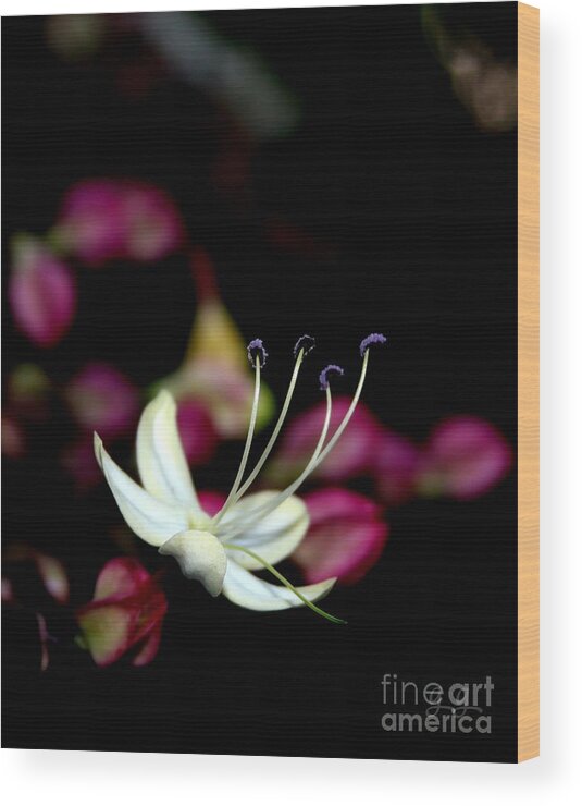 Clerodendrum Trichotomum Wood Print featuring the photograph Wish I May by Geri Glavis