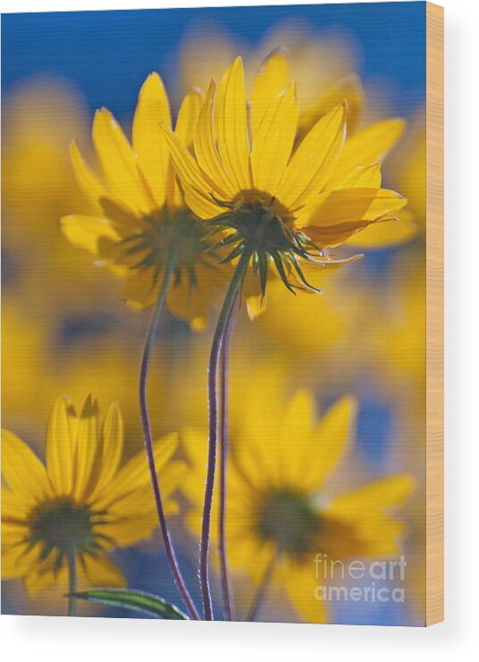 Flower Wood Print featuring the photograph Yellow Flowers by Susan Cliett