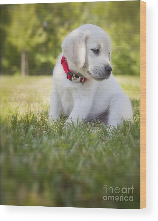 Yellow Lab Wood Print featuring the photograph Yellow lab puppy in the grass by Diane Diederich