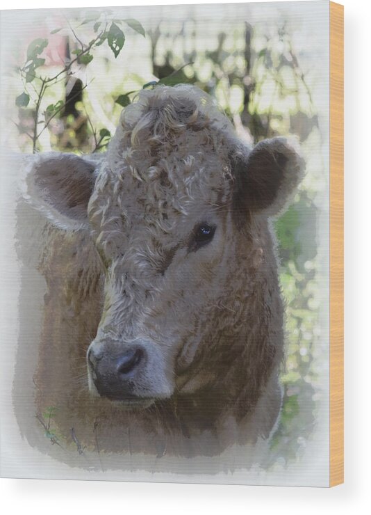 Cow Wood Print featuring the photograph Young Cream Colored Bull 1 by Sheri McLeroy