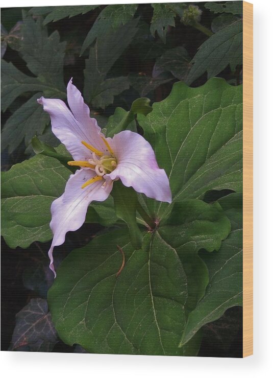 Flowers Wood Print featuring the photograph Youthful Trillium by Charles Lucas