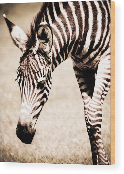 Zebra Wood Print featuring the photograph Zebra Foal Sepia Tones by Maggy Marsh