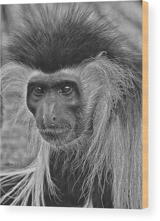 Colobus Monkey Wood Print featuring the digital art Colobus Monkey #1 by Larry Linton