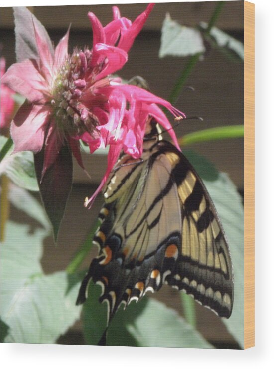 Butterfly Wood Print featuring the photograph Eastern Yellowtail #1 by Kim Galluzzo