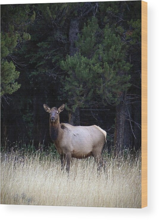 Wolf Wood Print featuring the photograph Forest Elk by Steve McKinzie