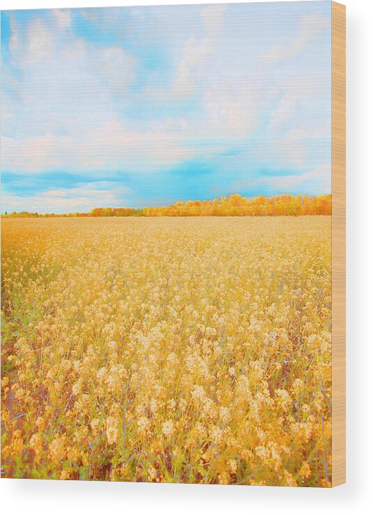Rural Photo Wood Print featuring the photograph On a Clear Day #1 by Bonnie Bruno