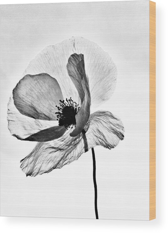 Poppy Wood Print featuring the photograph Standing Alone by Marianna Mills