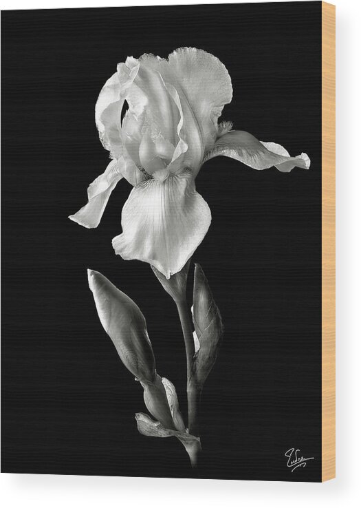 Flower Wood Print featuring the photograph White Iris in Black and White #1 by Endre Balogh