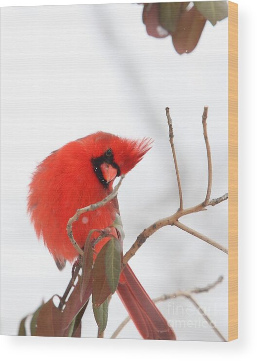 Nature Wood Print featuring the photograph Northern Cardinal #4 by Jack R Brock