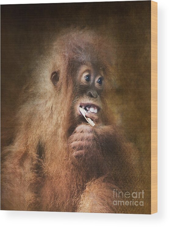 Orangutan Wood Print featuring the photograph A Little Orangutan by Kym Clarke