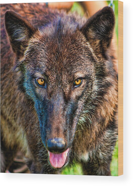 Wolf Wood Print featuring the photograph A Wolf Named Dharma by Scott Wood