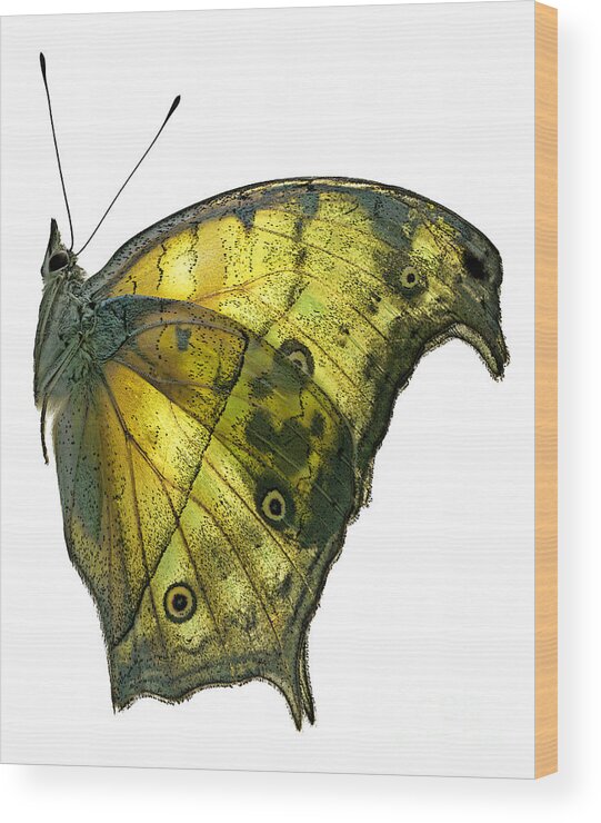African Wood Print featuring the photograph African Butterfly - Salamis Parhassus by Janeen Wassink Searles