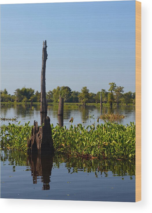 Tree Wood Print featuring the photograph Atchafalaya Basin 20 Southern Louisiana by Maggy Marsh