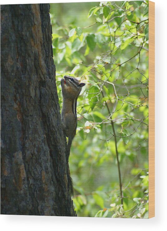 Chipmunks Wood Print featuring the photograph Balancing Act by Ben Upham III