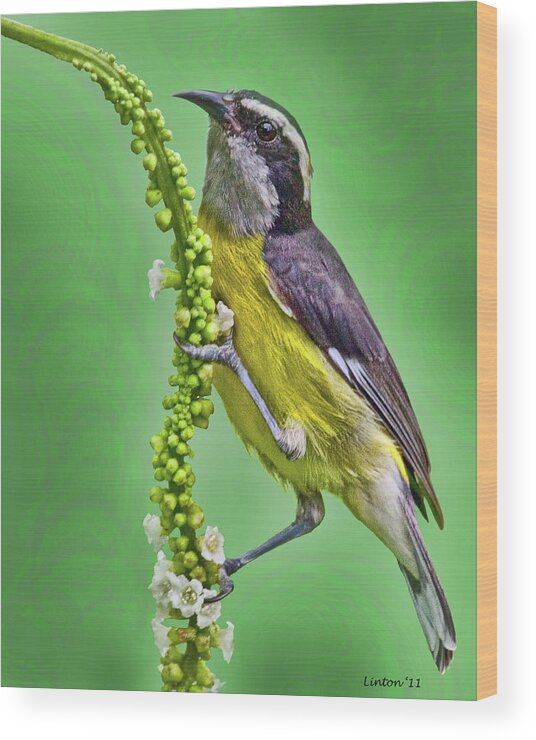 Bananaquit Wood Print featuring the photograph Bananaquit by Larry Linton