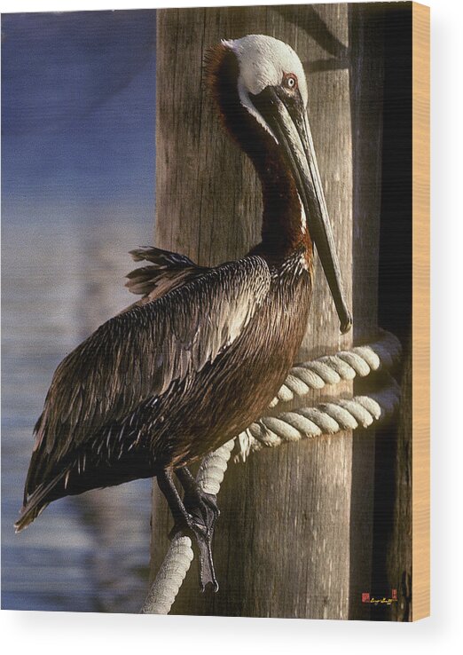 Birds Wood Print featuring the photograph Brown Pelican in Key West 9L by Gerry Gantt