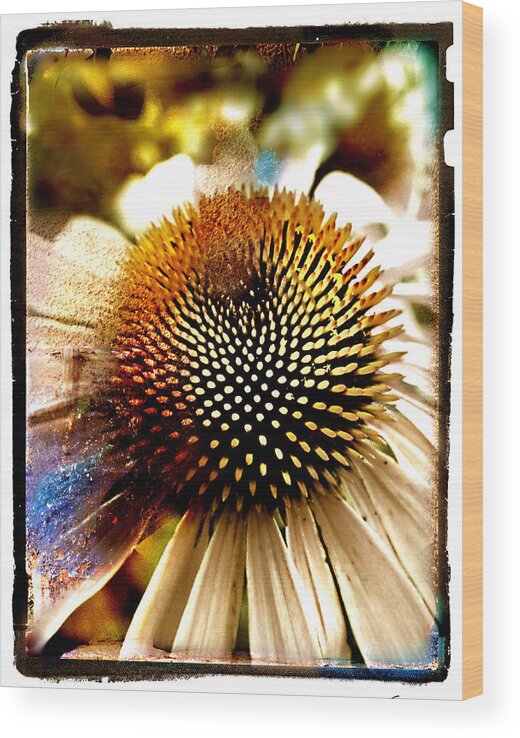 Floral Wood Print featuring the photograph Cone Flower by Linda Olsen