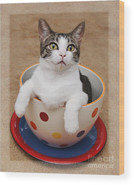 Fine Art Cat Wood Print featuring the photograph Cup O Tilly 3 by Andee Design