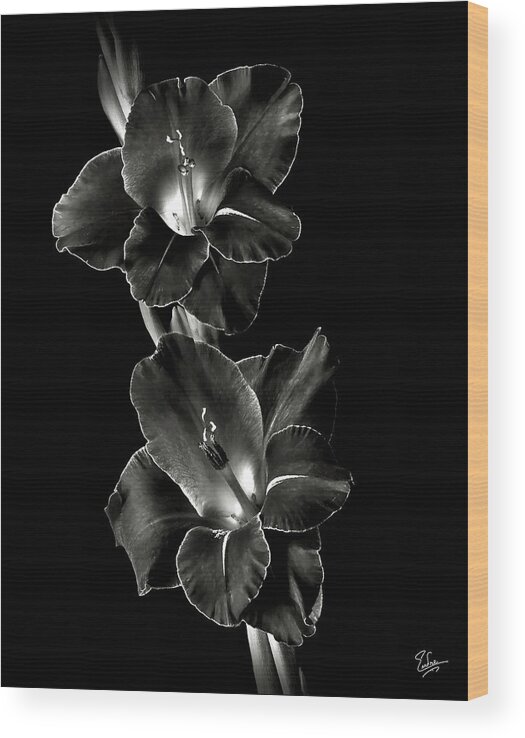 Flower Wood Print featuring the photograph Dark Gladiolas in Black and White by Endre Balogh