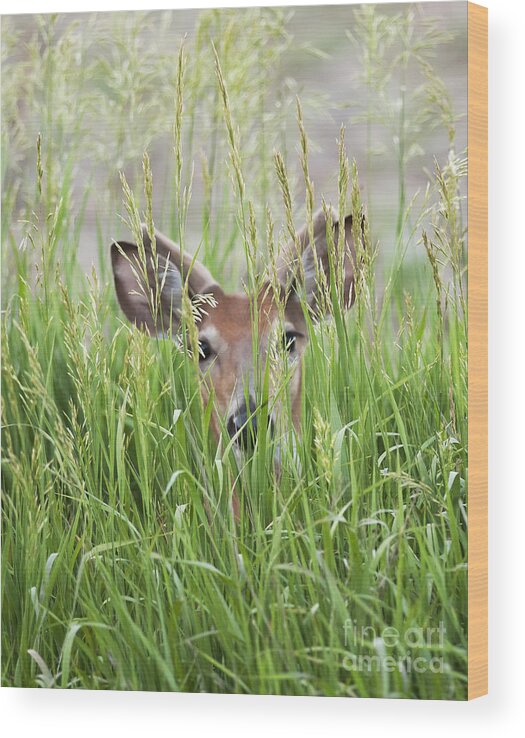 Deer Wood Print featuring the photograph Deer in Hiding by Art Whitton