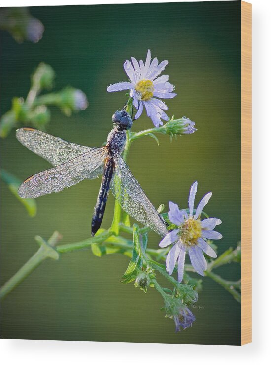 Dragonfly Wood Print featuring the photograph Dragonfly by Rebecca Samler