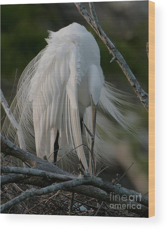 Egret Photography Wood Print featuring the photograph Egret - Mother and Eggs by Luana K Perez