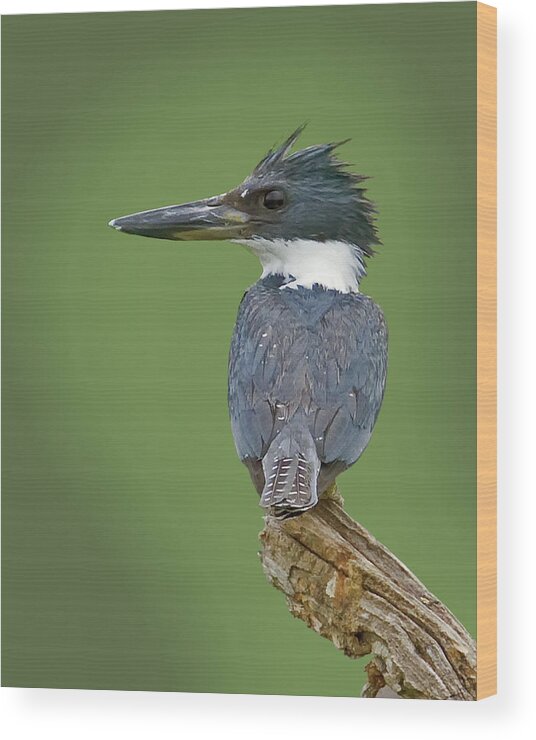 Ringed Kingfisher Wood Print featuring the photograph Fisher King by Larry Linton