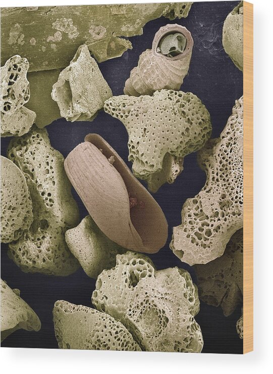 Mp Wood Print featuring the photograph Foraminiferans Molluscs and Bryozoans SEM by Albert Lleal