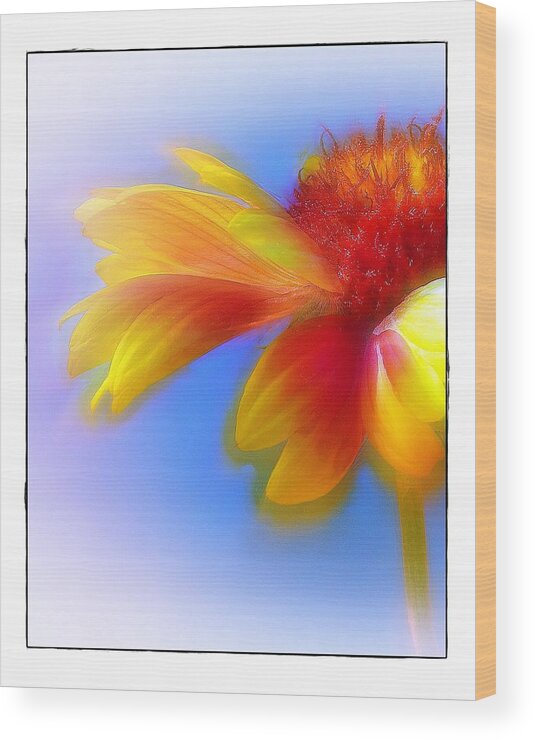 Composite Wood Print featuring the photograph Fresh as a Daisy by Judi Bagwell