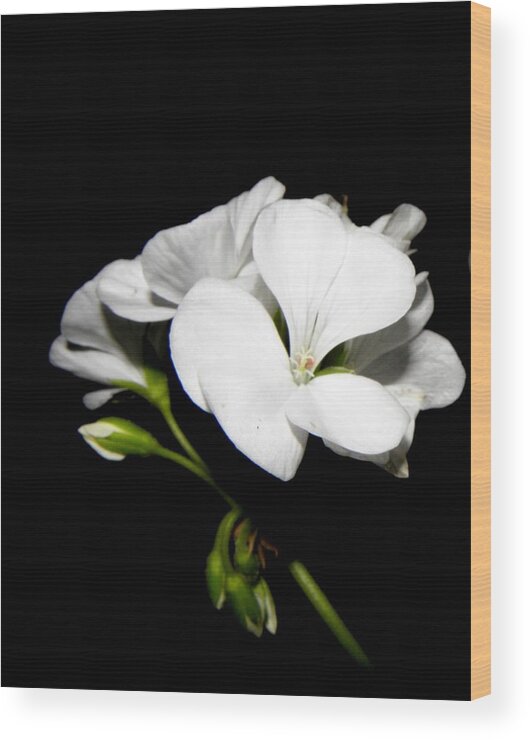 Geranium Wood Print featuring the photograph Geranium White by Kim Galluzzo