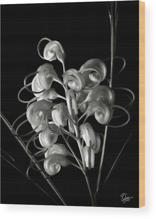 Flower Wood Print featuring the photograph Gevrillea in Black and White by Endre Balogh