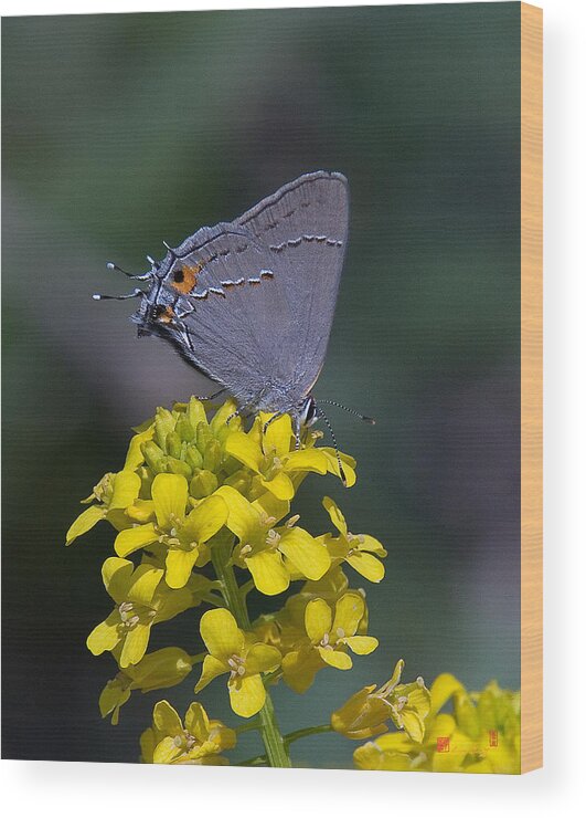 Nature Wood Print featuring the photograph Gray Hairstreak Butterfly DIN044 by Gerry Gantt