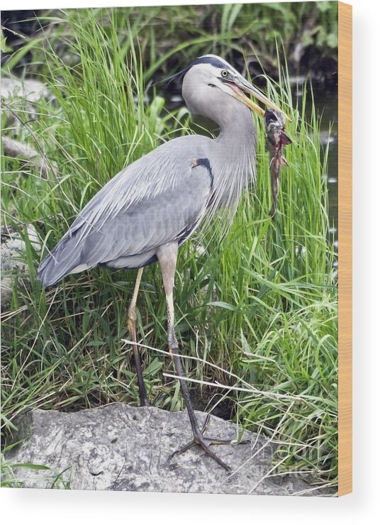 Juvenile Great Blue Heron Wood Print featuring the photograph Great Blue Heron Catches Dinner-1 by Ilene Hoffman