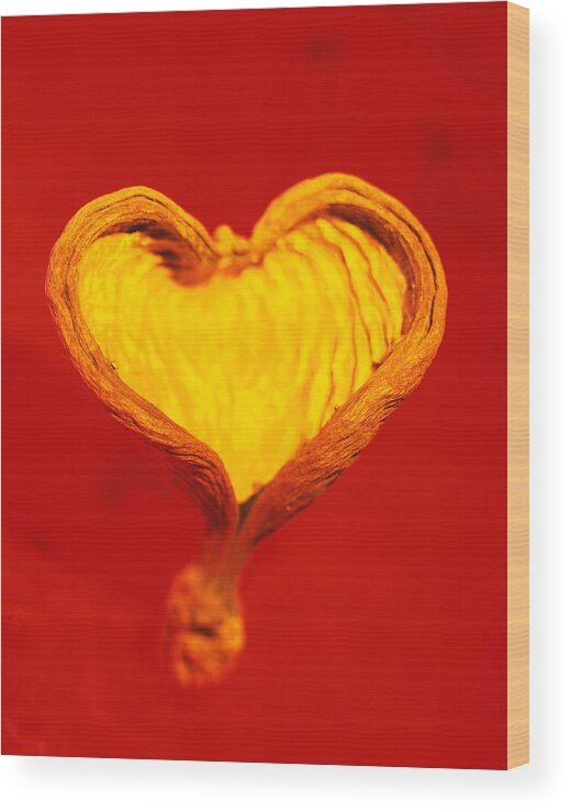 Shell Wood Print featuring the photograph Heart-shaped Nutshell by Carlos Dominguez