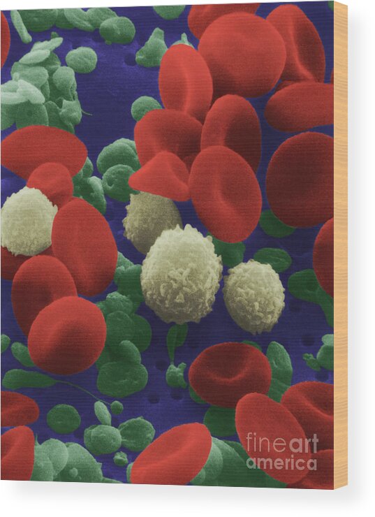 Blood Cell Wood Print featuring the photograph Human Blood Cells by NIH and Science Source