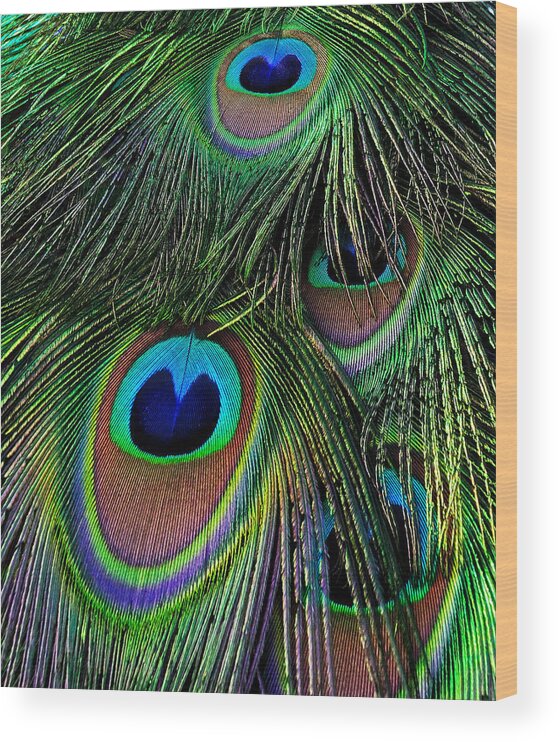 Peacock Wood Print featuring the photograph Iridescent Eyes by Bel Menpes