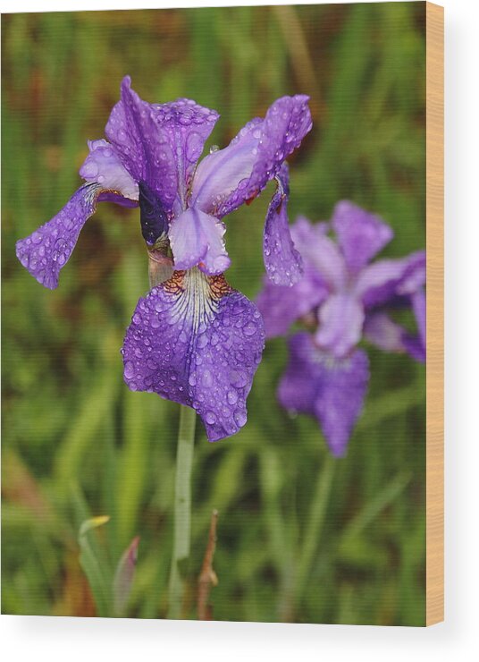 Iris Wood Print featuring the photograph Iris Dew by Coby Cooper