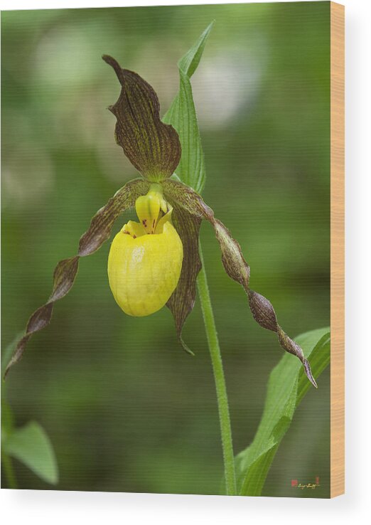 Nature Wood Print featuring the photograph Large Yellow Lady Slipper Orchid DSPF0251 by Gerry Gantt