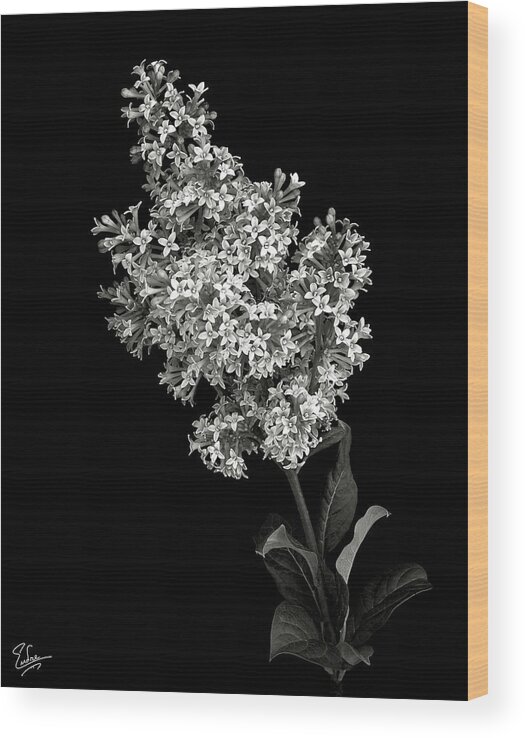Flower Wood Print featuring the photograph Lilac in Black and White by Endre Balogh