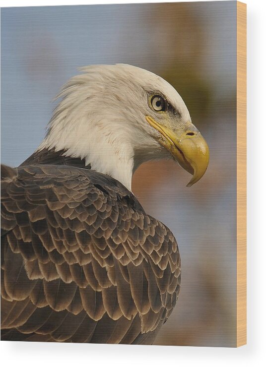 Bald Eagle Wood Print featuring the photograph Looking by Craig Leaper