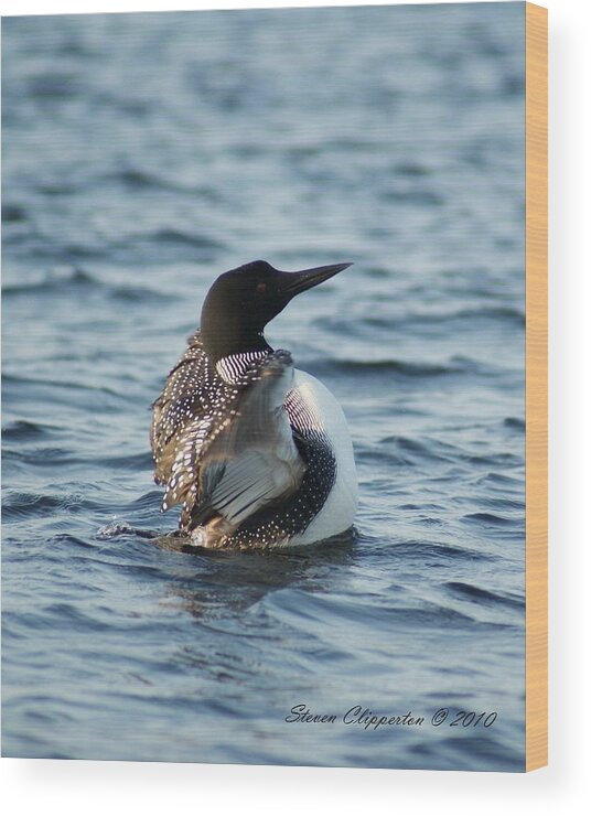 Wildlife Wood Print featuring the photograph Loon Dance 1 by Steven Clipperton