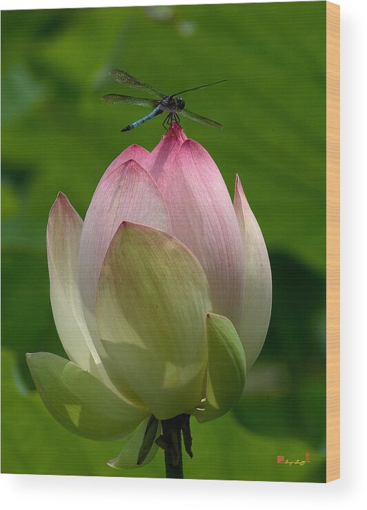 Nature Wood Print featuring the photograph Lotus Bud and Blue Dasher Dragonfly--Supporting Role DL019 by Gerry Gantt