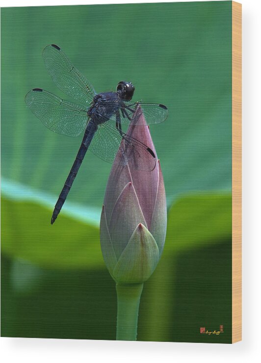 Nature Wood Print featuring the photograph Lotus Bud and Slatey Skimmer Dragonfly DL072 by Gerry Gantt